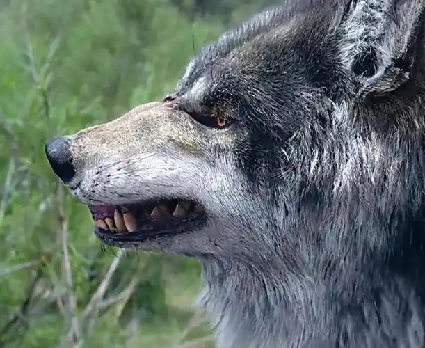 独眼狼三战独角牛和独腿汉,结果被老牛单角穿了糖葫芦|故事