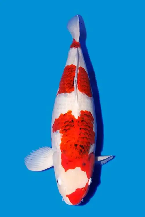 蓝衣锦鲤品种介绍