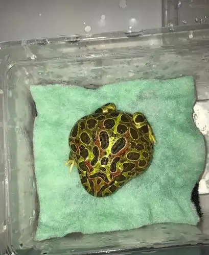 出角蛙,钟,草莓,褪纹黄金,翡翠