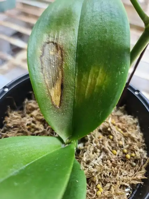 蝴蝶兰叶子坏了咋办