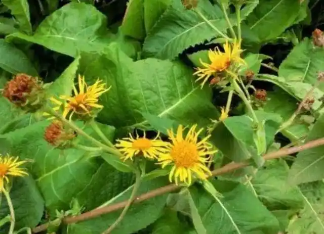 藏木香:权威典籍记载可健脾和胃,调气解郁,止痛,安胎