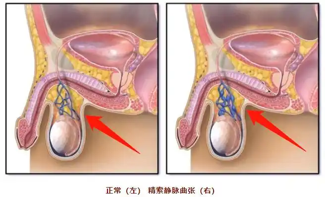 首先,正常的「蛋蛋」什么样?