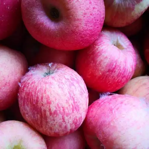 红富士苹果 条纹八零一二级