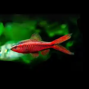 小型超红樱桃灯长鳍长尾樱桃灯鱼活体热带观赏鱼草缸群游免邮