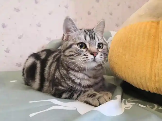 美短鱼骨纹为什么便宜? - 知乎