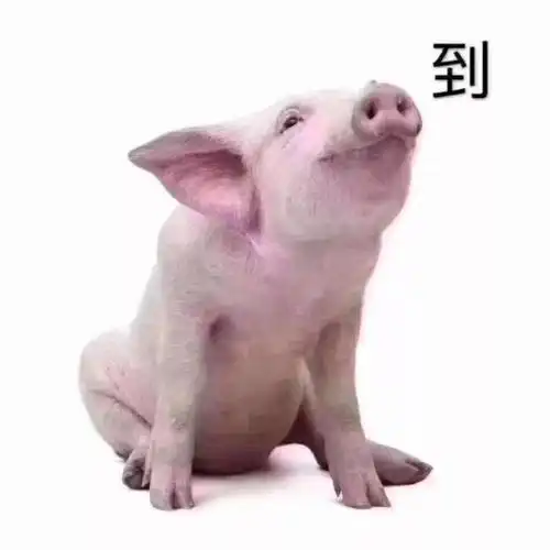 抖音热门猪喊到图片