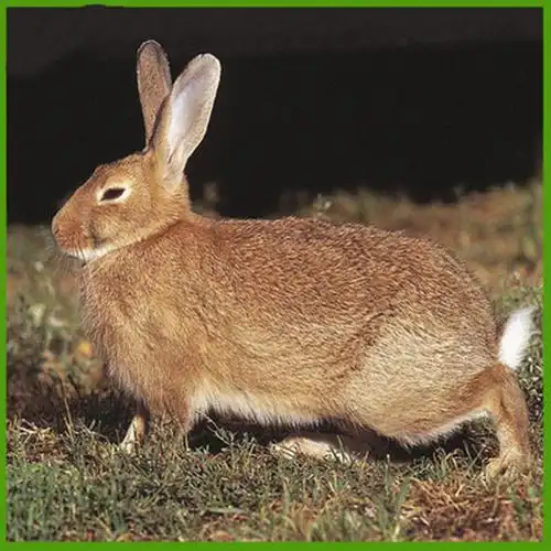 【京选推荐】大型散养肉兔纯种比利时小白兔子活幼兔苗新西兰成年种兔