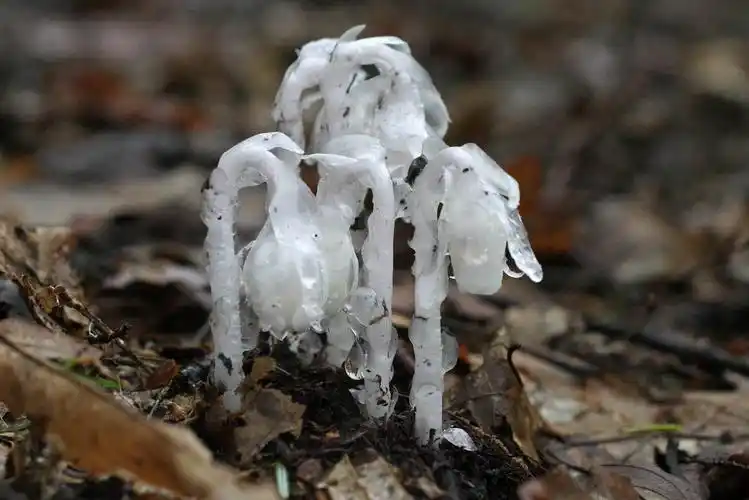 p>水晶兰(学名: i>monotropa uniflora /i>  linn.