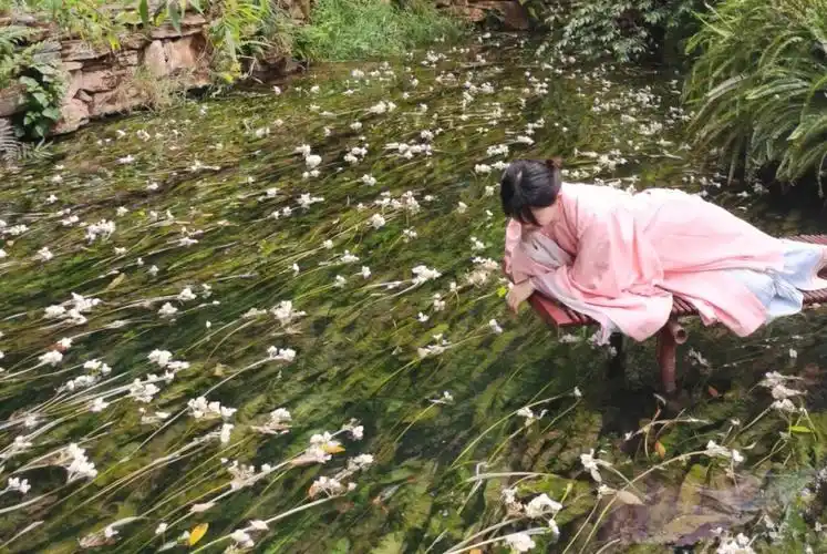 参差荇菜左右采之