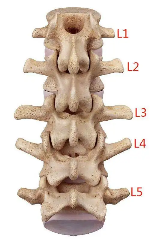 如果腰椎间盘会说话腰疼的人必看