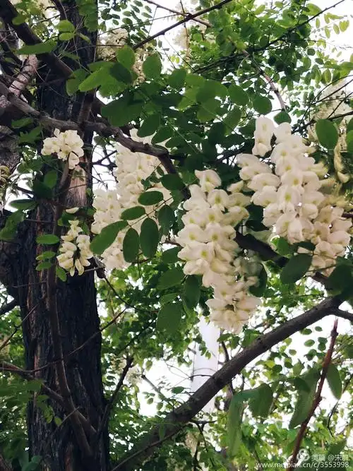 槐树,逆光中的剪影