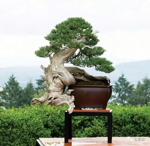 品味浓缩的东方美景美国盆景艺术家的成长之路