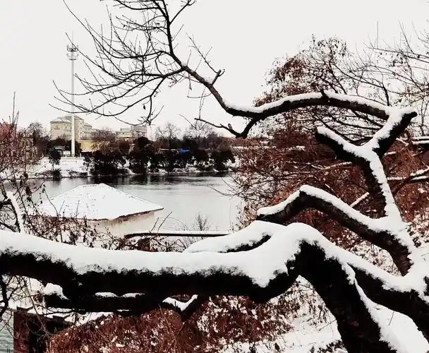 河南禹州昨晚随风潜入夜今朝雪景如画来