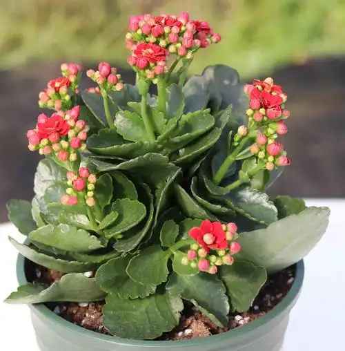 长寿花盆栽重瓣花苗带花苞稀有品种进口花植物室内绿植四季开花