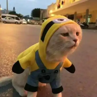 搞怪动物情侣头像高清搞笑很萌的动物情侣头像图片