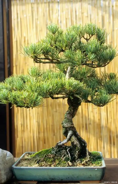 小型的罗汉松盆栽如何快速长大成型呢