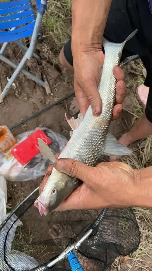 这是什么鱼啊. 有胡子 蚯蚓钓的 有没有大师傅知道的