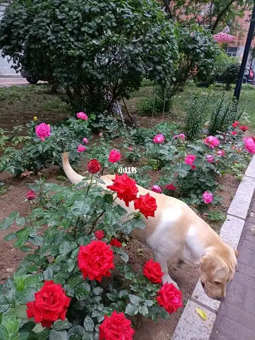 小狗赏花