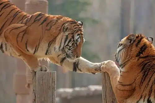 老虎扑食展区将于4月1日起