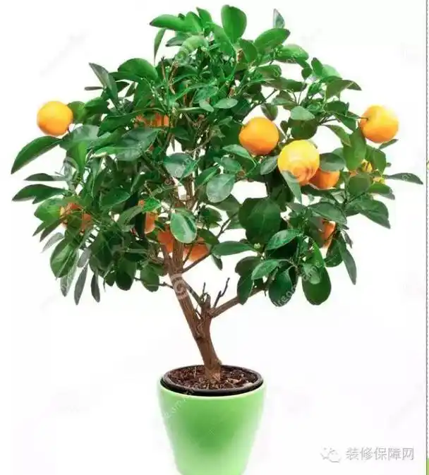 能带来好运的风水植物说不定摆上就转运