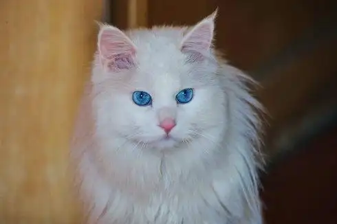 波斯猫多少钱一只?教你买到最纯的波斯猫_大全-幸福起航