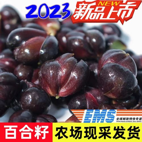 凛东2023宜兴百合籽新鲜软糯农家天然无硫功效食用百合子微苦烧甜汤