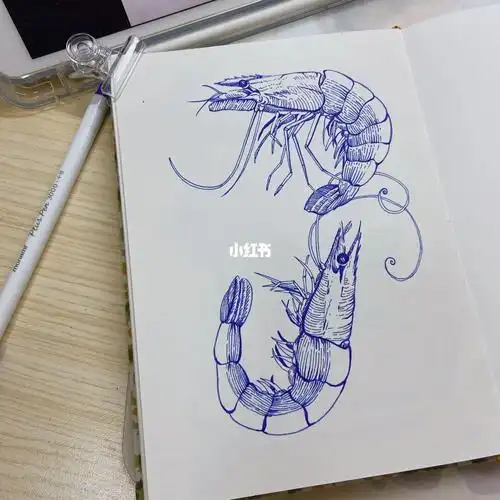 钢笔画虾08一对虾简单易上手