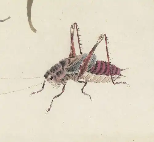 蚂蚱-齐白石工笔