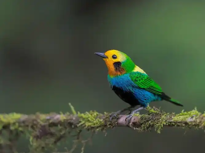 壁纸 美丽的鸟,五颜六色的羽毛 1920x1440 hd 高清壁纸, 图片, 照片