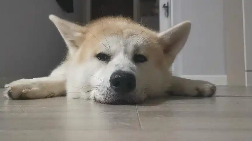 秋田犬 不开心了.#狗 #日常发呆