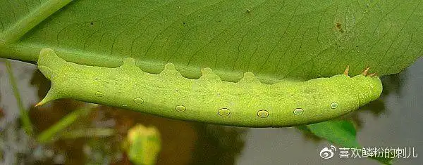 silhetensis,顾名思义由于幼虫食性多为芋科植物而得名,属中小型天蛾