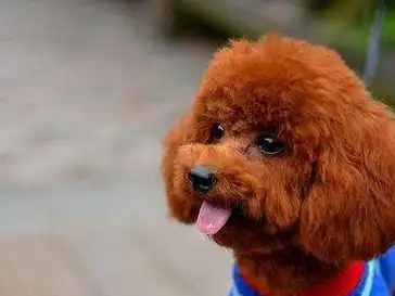 小泰迪偷吃被抓包,默默缩在角落,可怜巴巴的样子引众人围观