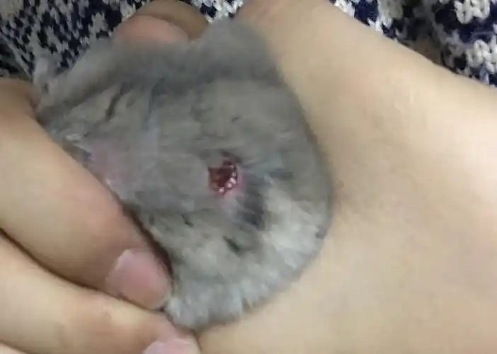 仓鼠身上无故出现一块块的血疤