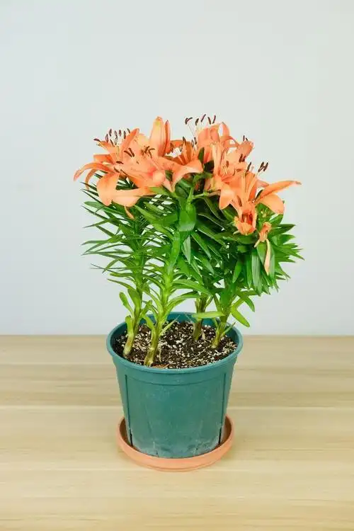 百合花有很多的品种,很多的颜色,黄的,紫的,粉的,白的,红的,一起看一