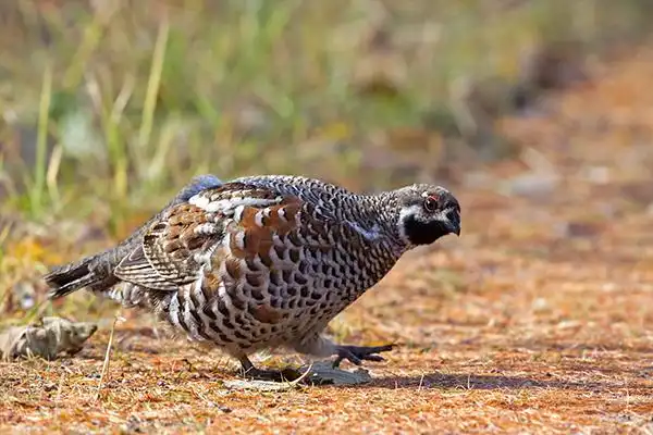 农村老汉捕到一只彩色的野鸡,在村子里炫耀,不料被抓进公安局!