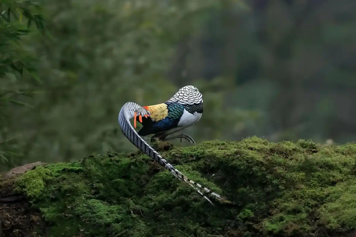 白腹锦鸡:国家二级重点保护野生动物,主要分布在中国. 栖息于 - 抖音