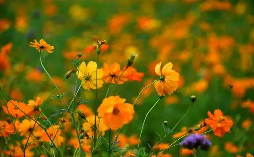 心中有阳光处处皆温暖原创首发