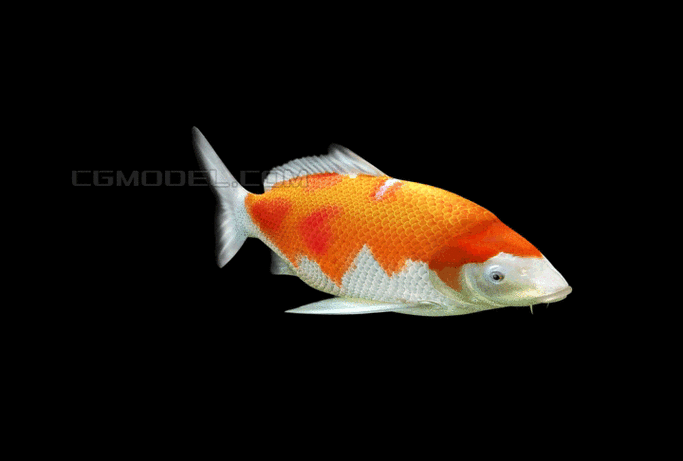 鲤鱼, 观赏鱼, 淡水鱼, 鱼缸中的红鲤鱼, 鱼池中的鱼 锦鲤 红鱼 接沣