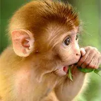 微信头像猴子图片大全【点击鼠标右键下载】