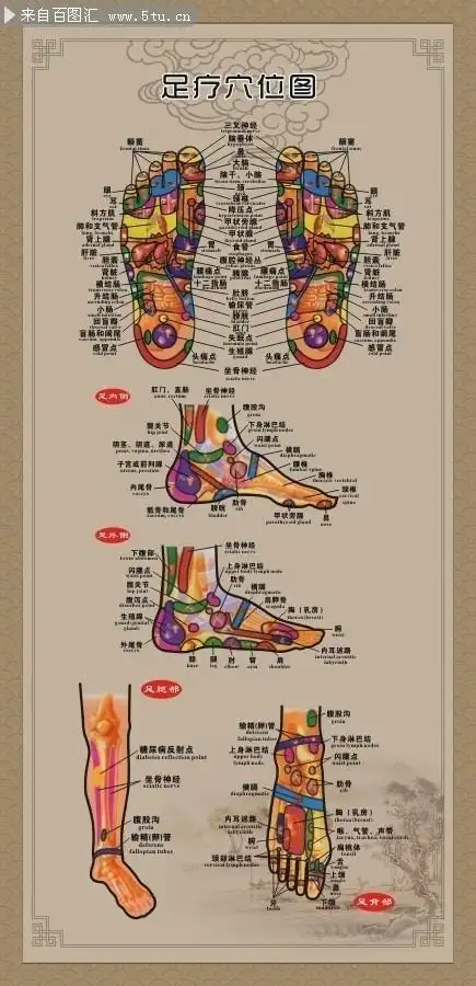 中医足部穴位养生墙板