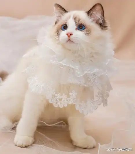 布偶猫是一种非常特别的猫品种,它们不仅长得漂亮,而且性格温顺,非常