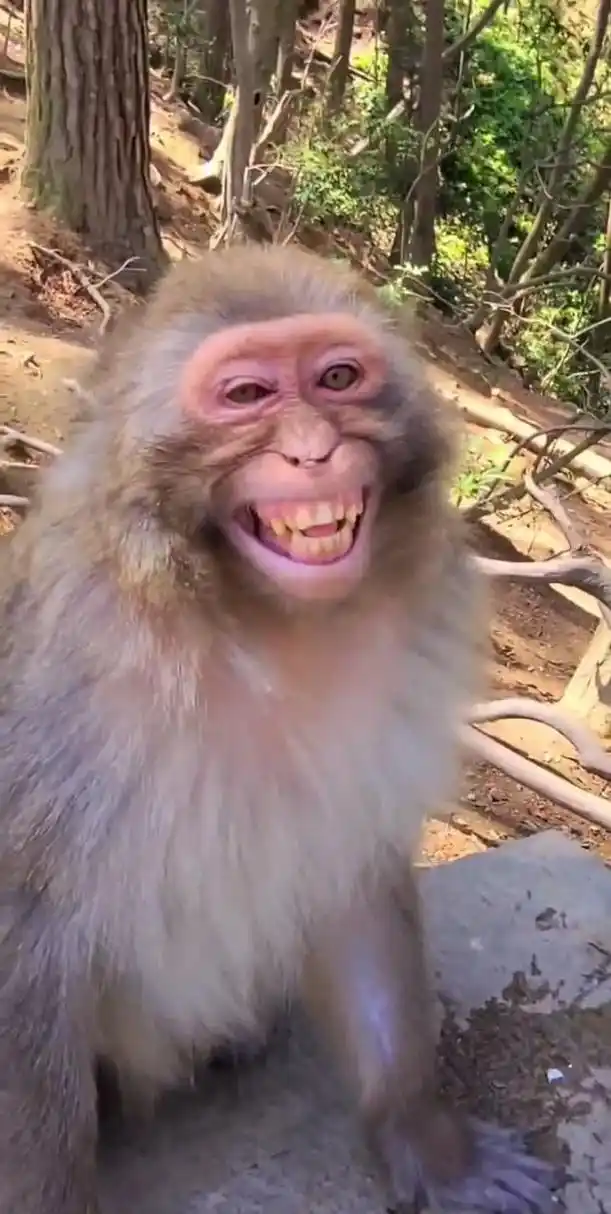 喝了烈酒的猴子笑起来好难看![抠鼻]