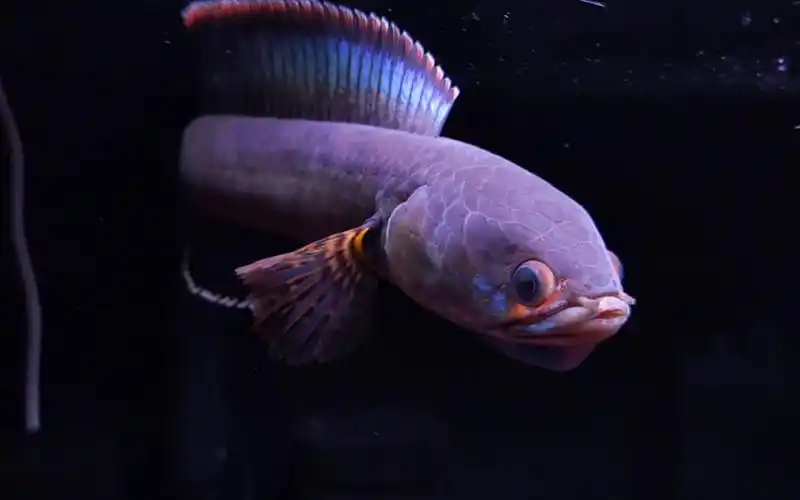 14cm酒红雷龙的身段