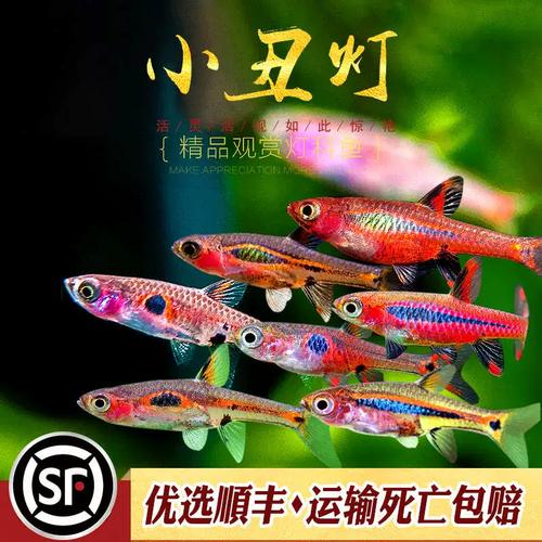 小丑灯鱼迷你小型灯科鱼淡水热带鱼群游一线绿线玫瑰红蚂蚁灯活体