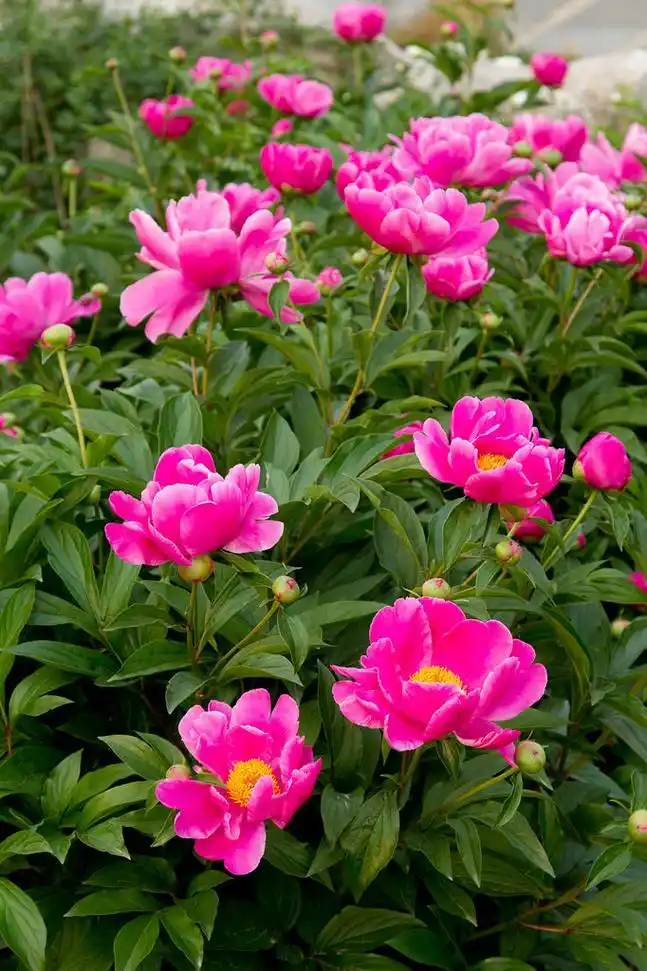 芍药花图片(野生芍药花图片) - 123植物网