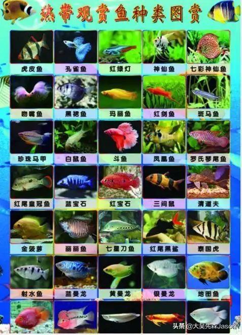 头条问答 - 什么小型热带观赏鱼适合原生鱼缸养?(14个回答)