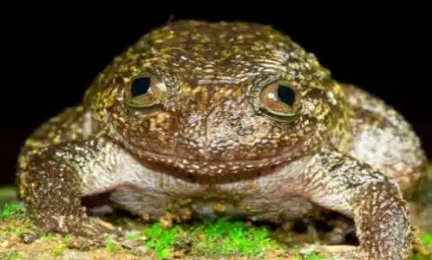 魔鬼蛙: 史前最恐怖的青蛙, 最喜欢捕食霸王龙, 证明大陆漂移说