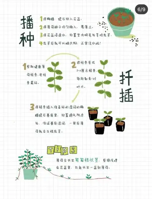 薄荷生长观察日志-六(3)潘一格