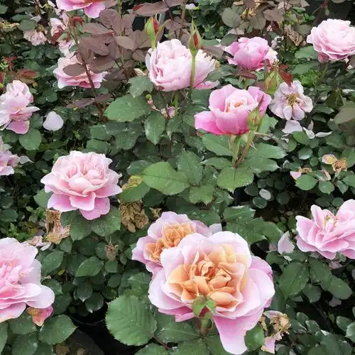 遥远的鼓声月季苗遥鼓庭院阳台古铜色混合变色浓香多季节月季