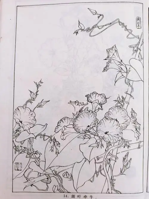 每日一练花卉工笔画白描线描素材